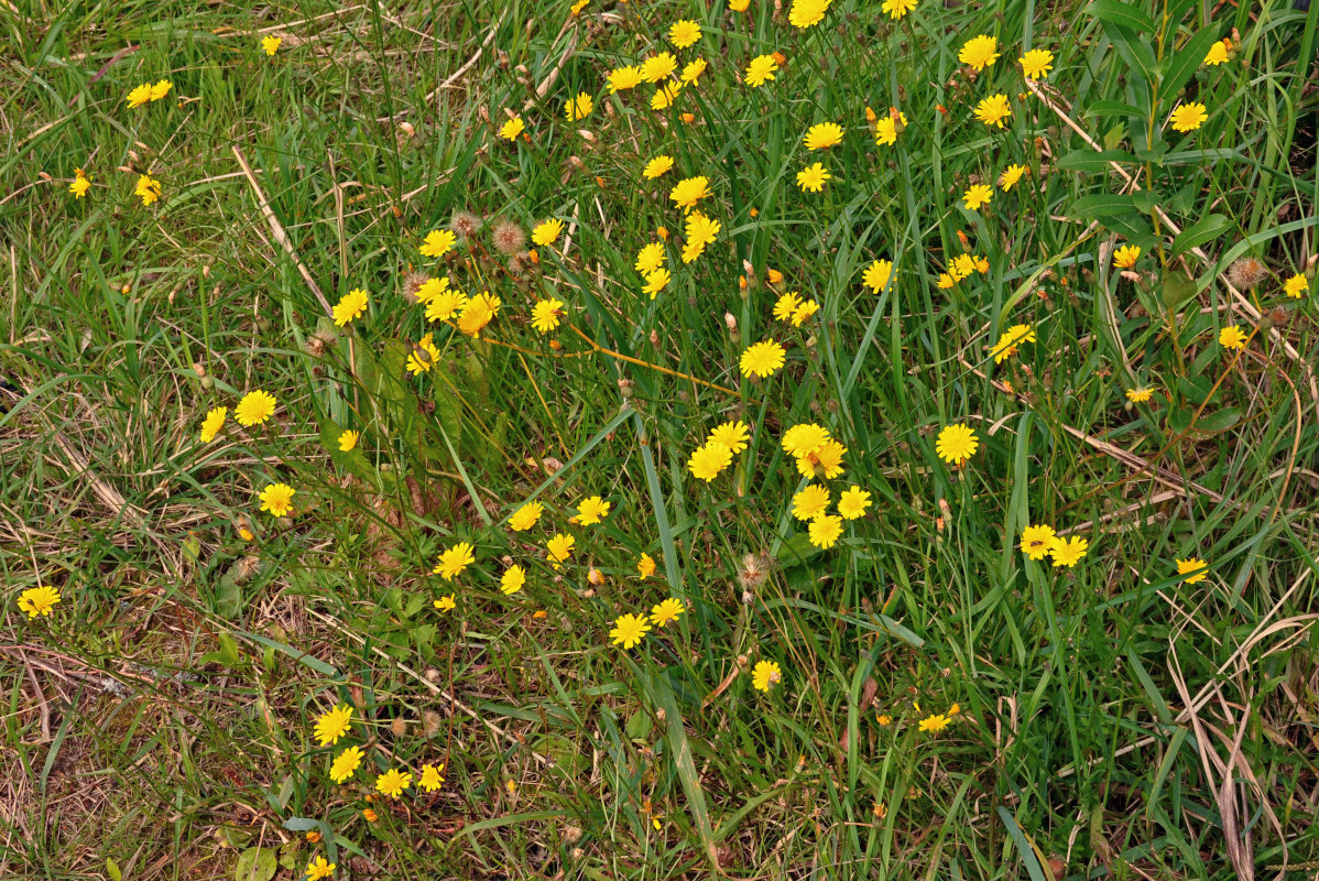 Изображение особи Scorzoneroides autumnalis.