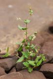 Fallopia convolvulus. Цветущее растение. Ростовская обл., Аксайский р-н, окр. хут. Александровка, ж.-д. насыпь. 12.06.2016.