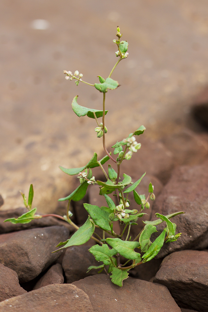 Image of Fallopia convolvulus specimen.