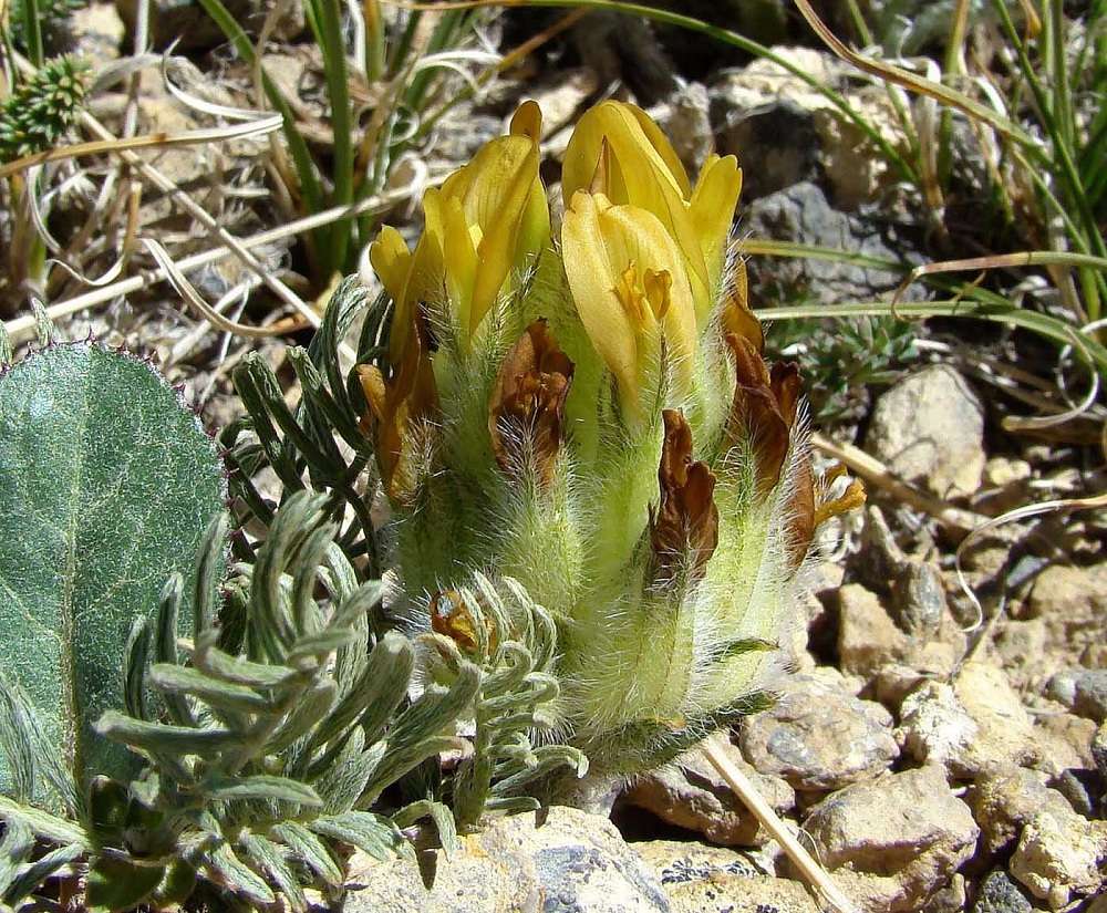 Image of Astragalus aschuturi specimen.