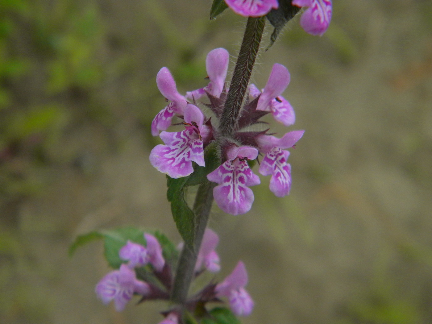 Изображение особи Stachys aspera.