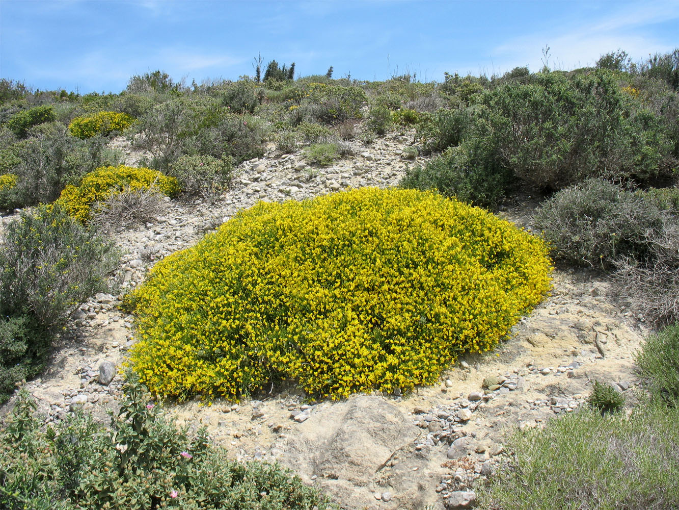 Image of Genista acanthoclada specimen.
