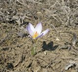 Crocus reticulatus