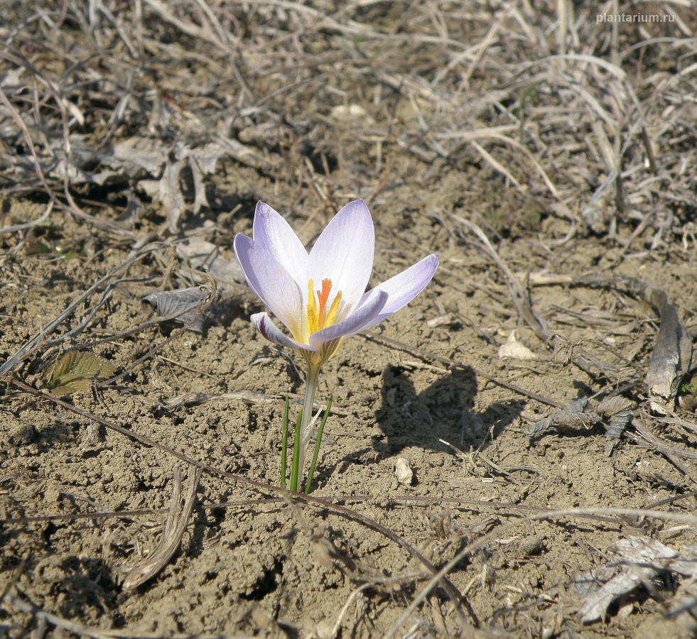 Image of Crocus reticulatus specimen.