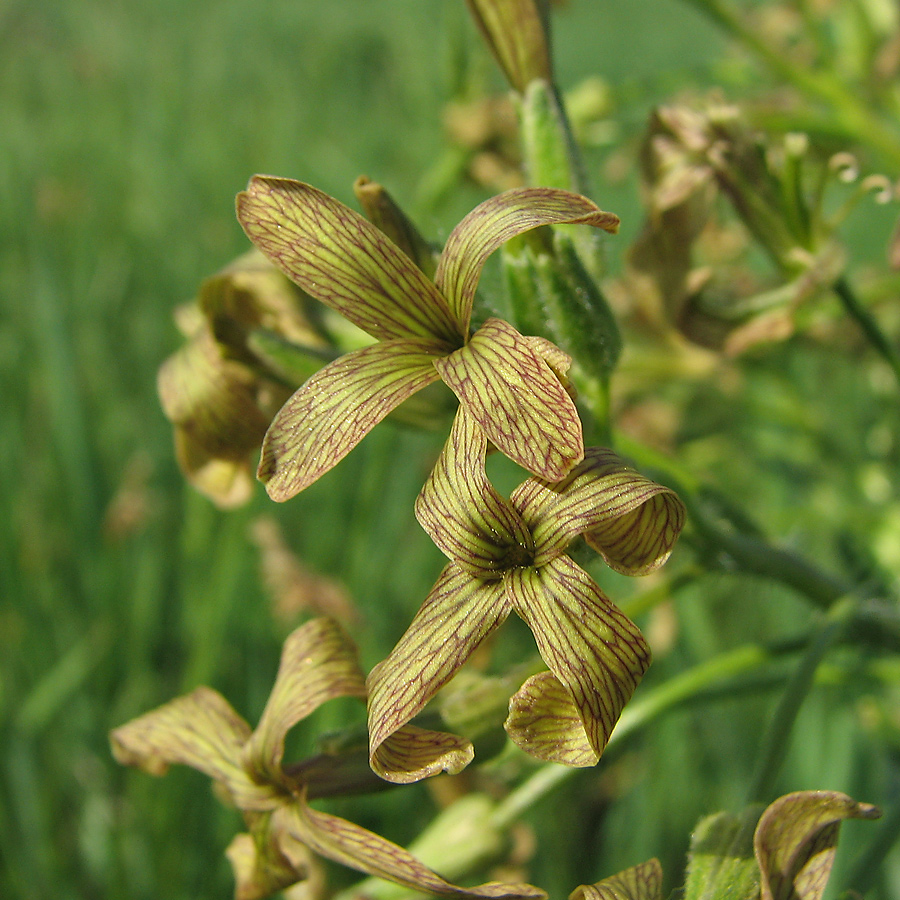 Image of Hesperis tristis specimen.