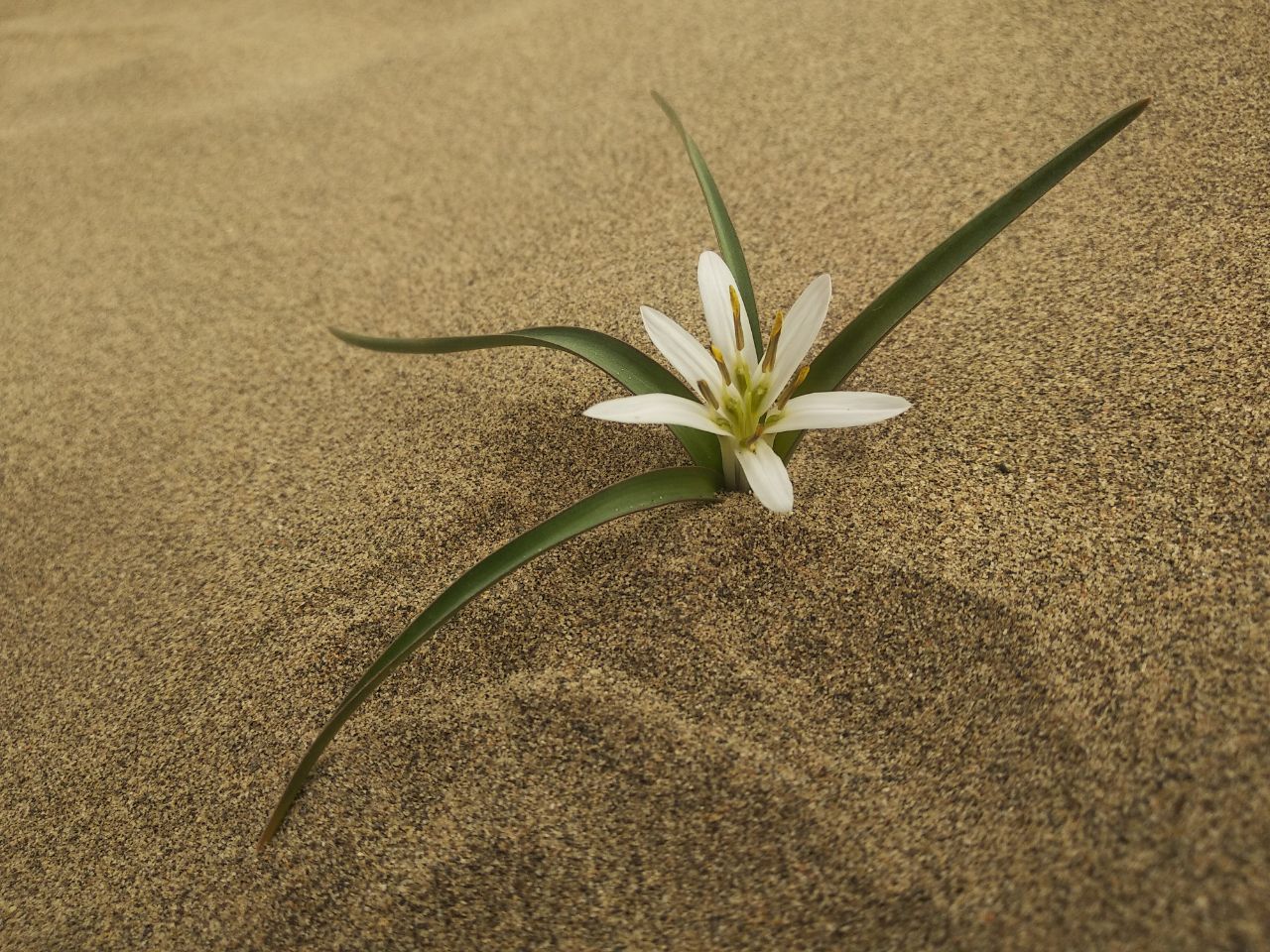 Image of Merendera robusta specimen.