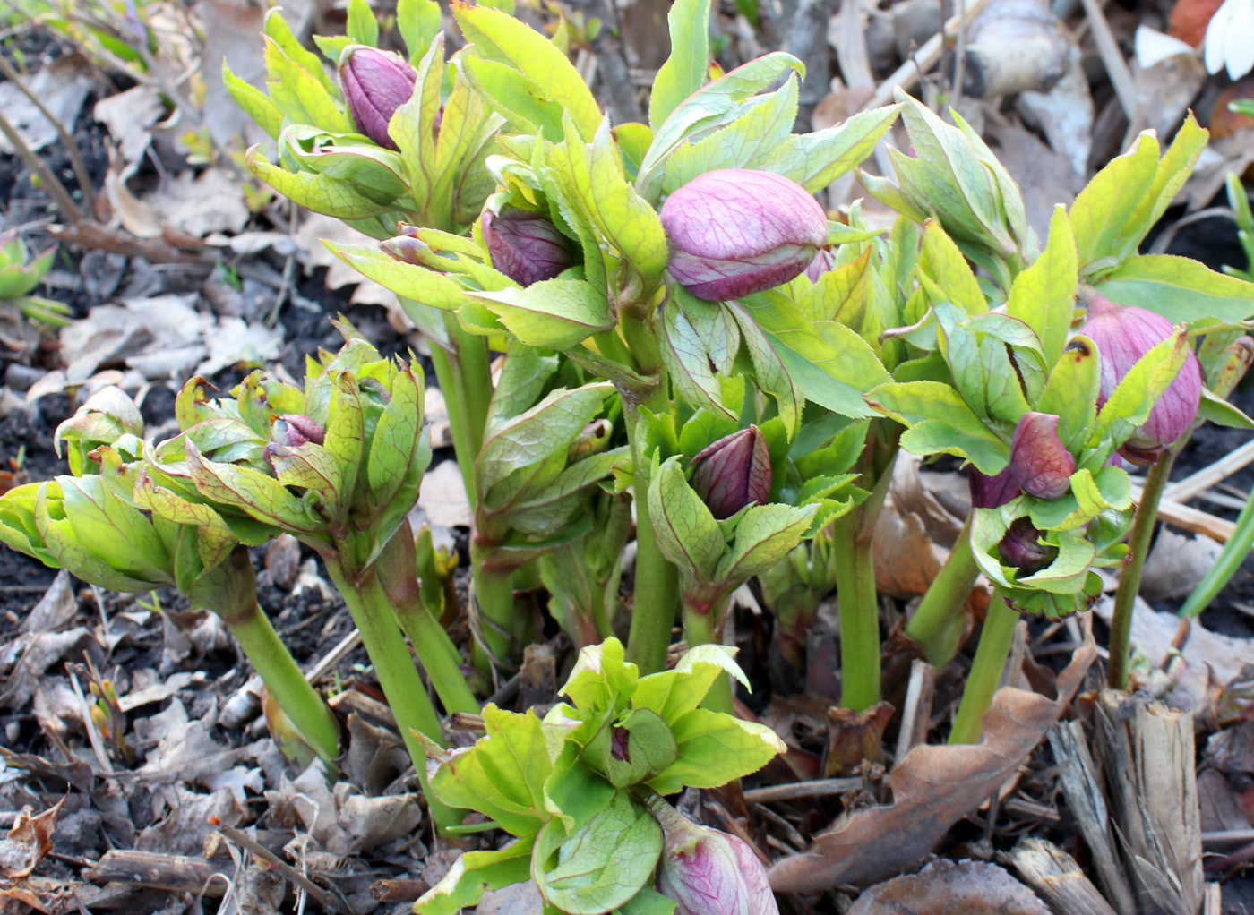 Image of Helleborus orientalis specimen.