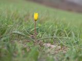 Tulipa australis