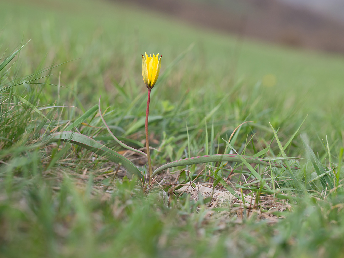 Изображение особи Tulipa australis.