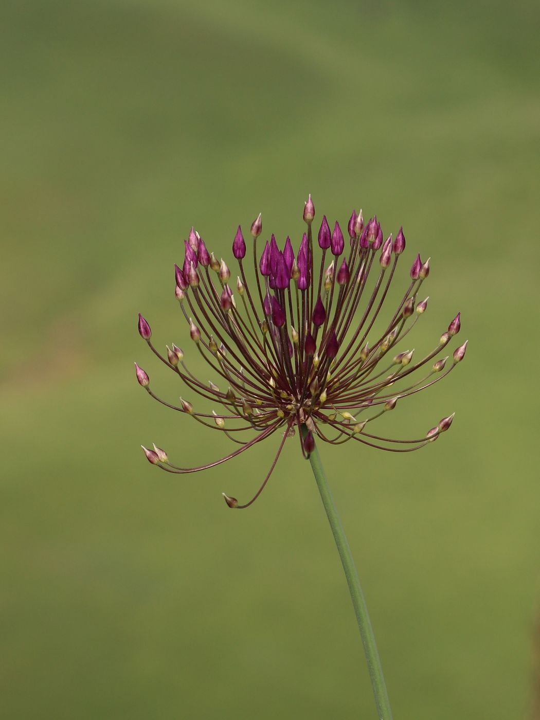 Изображение особи Allium longiradiatum.