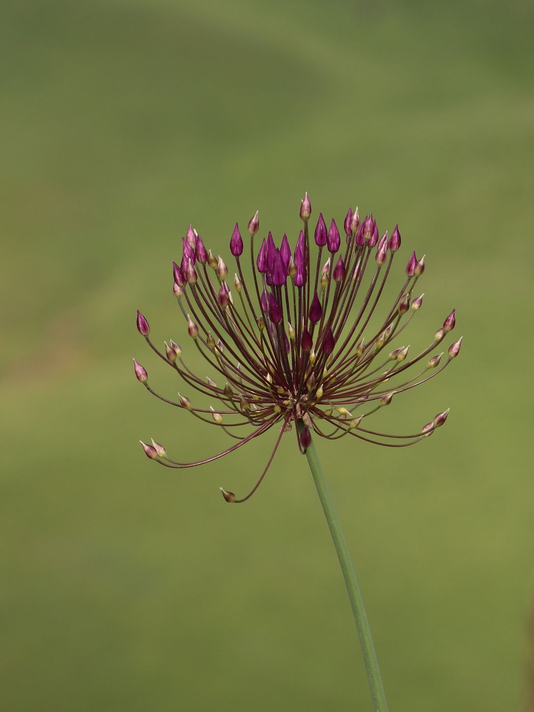 Image of Allium longiradiatum specimen.