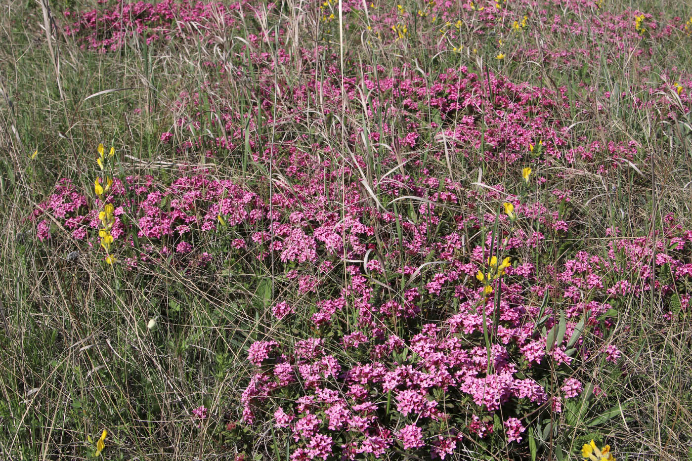 Image of Daphne cneorum specimen.