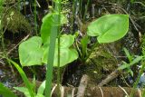 Calla palustris