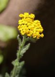 Achillea tomentosa