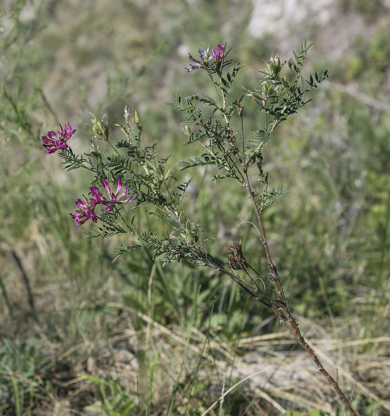 Изображение особи Astragalus cornutus.