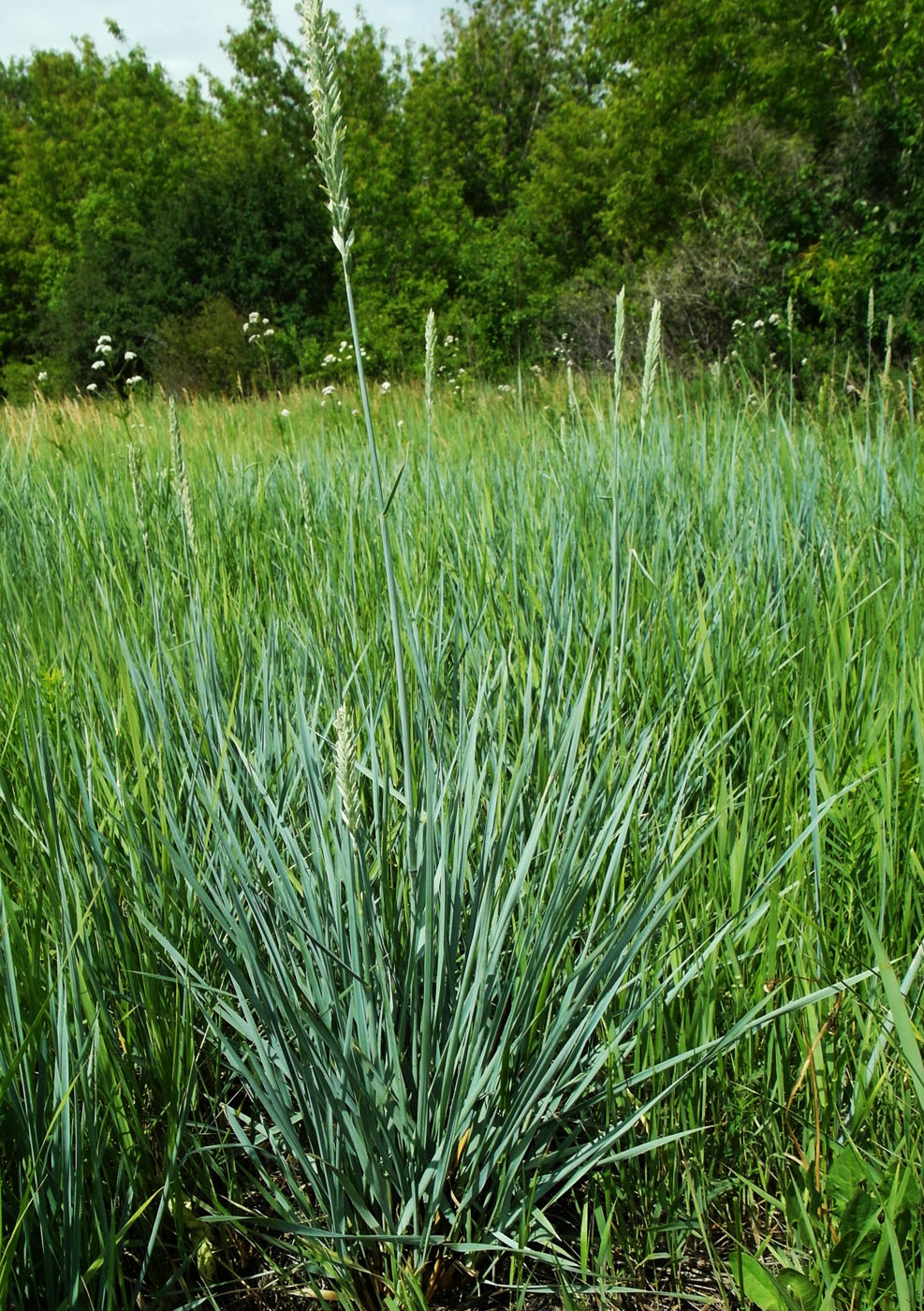 Image of genus Leymus specimen.