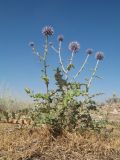 Echinops pubisquameus. Цветущее растение. Южный Казахстан, Жамбылская обл., пойма р. Асса, осоковая степь. 25 июня 2021 г.