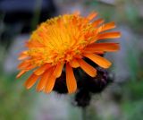 Pilosella aurantiaca. Соцветие-корзинка (вид сбоку). Украина, Ивано-Франковская обл., Надворнянский р-н, с. Максимец, луг на склоне горы. 28 августа 2010 г.