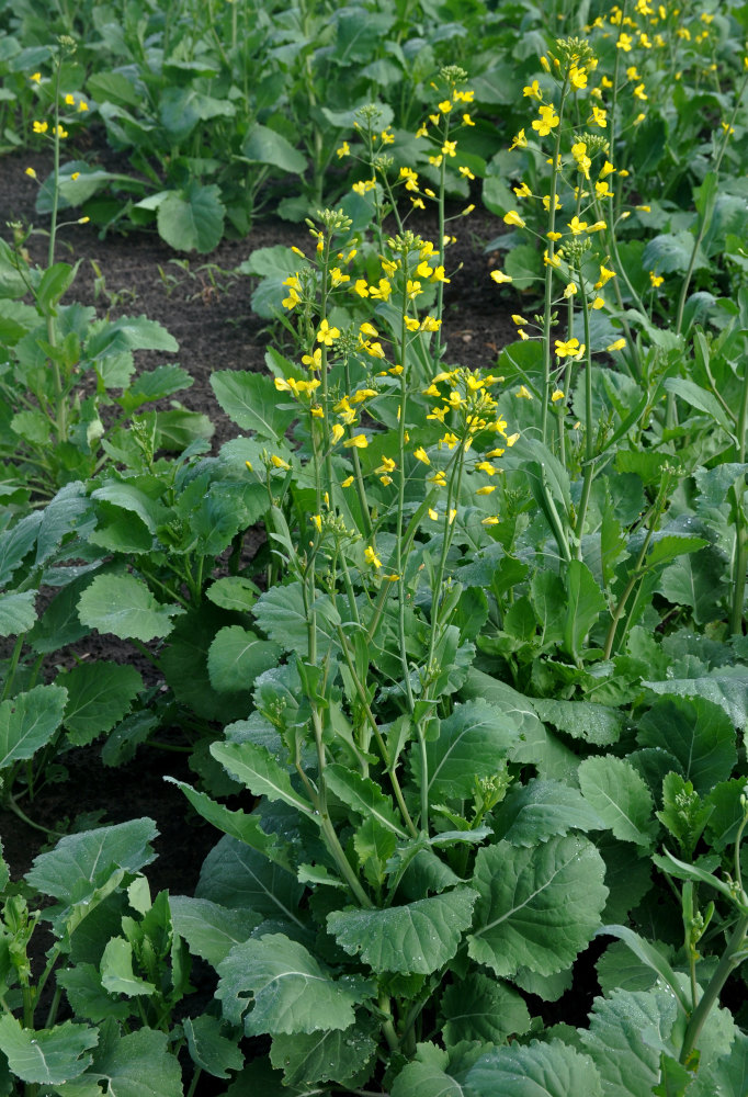 Изображение особи Brassica napus.