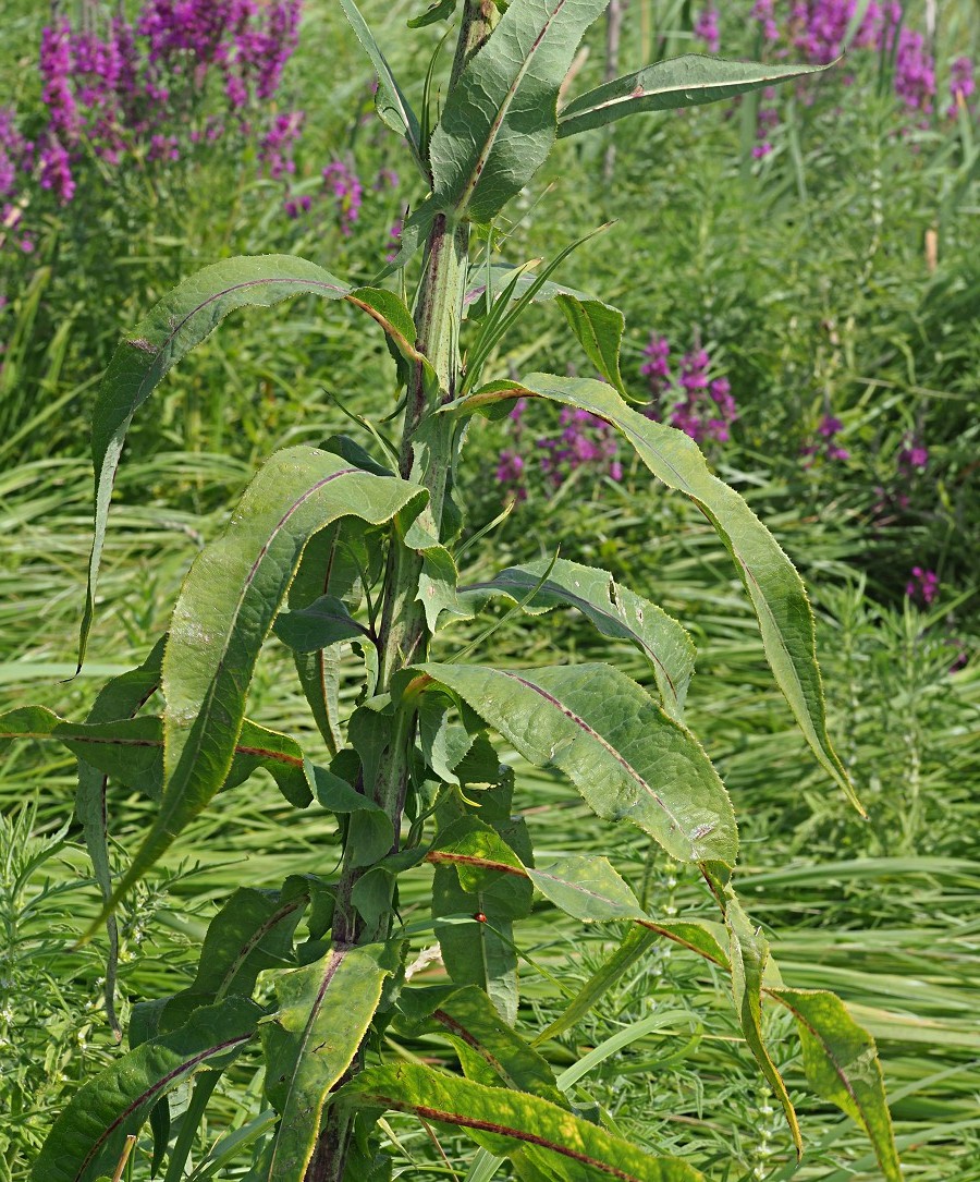 Image of Sonchus palustris specimen.