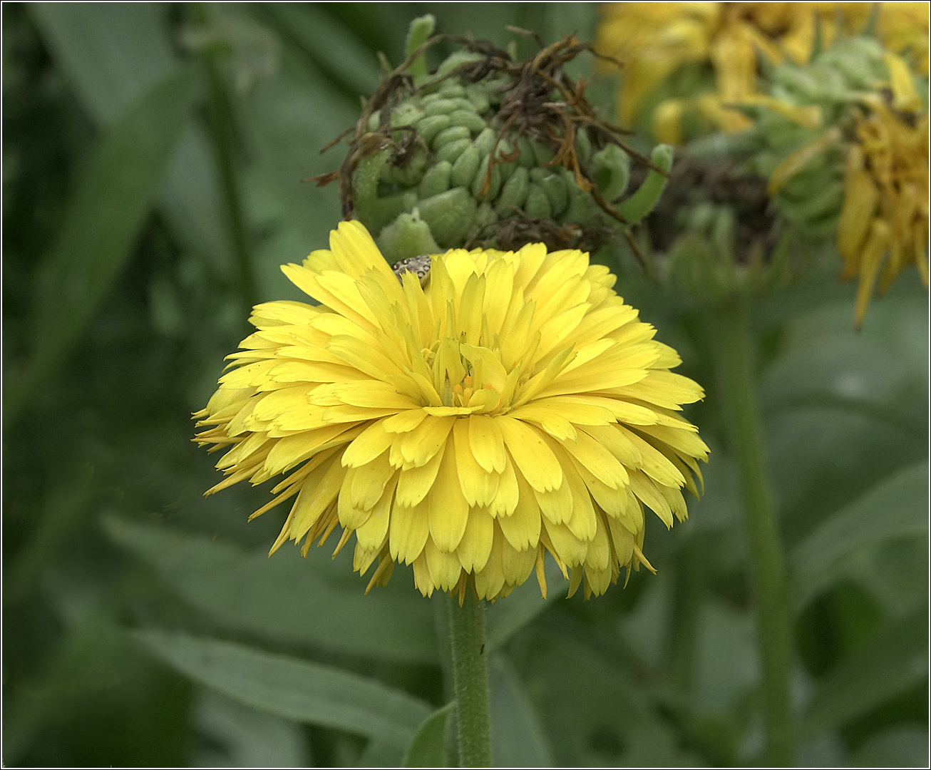 Image of Calendula officinalis specimen.