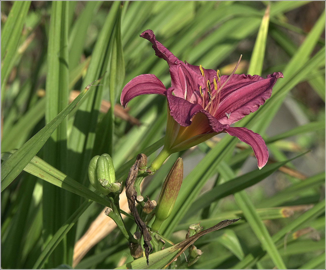 Изображение особи Hemerocallis &times; hybrida.