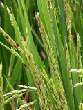 Oryza sativa