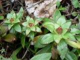 Orostachys malacophylla