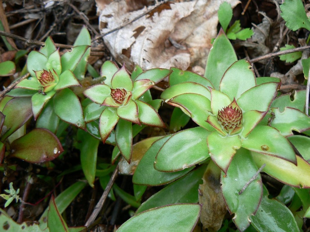 Изображение особи Orostachys malacophylla.