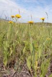 Inula oculus-christi. Цветущие растения. Белгородская обл., Ровеньский р-н, окр. с. Нагольное, петрофитная степь. 08.06.2919.