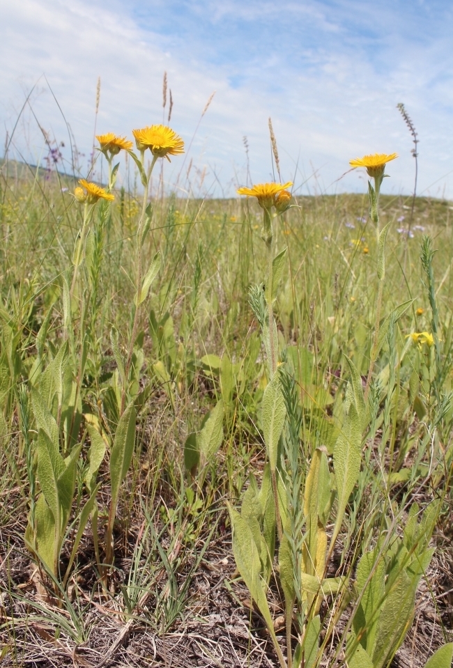 Изображение особи Inula oculus-christi.