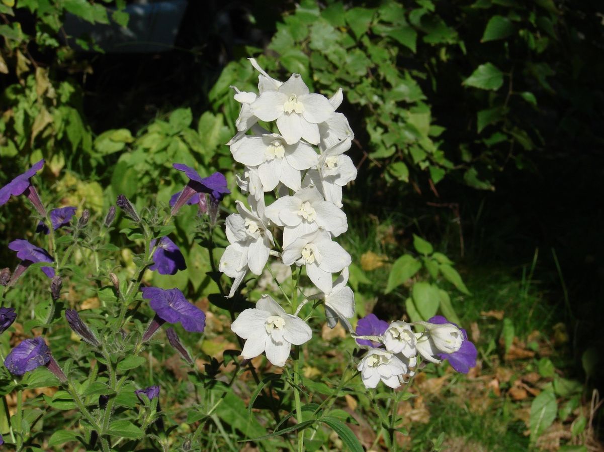 Изображение особи род Delphinium.