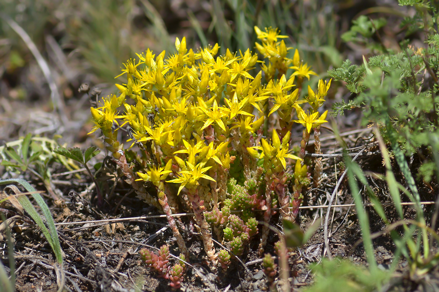 Image of Sedum acre specimen.