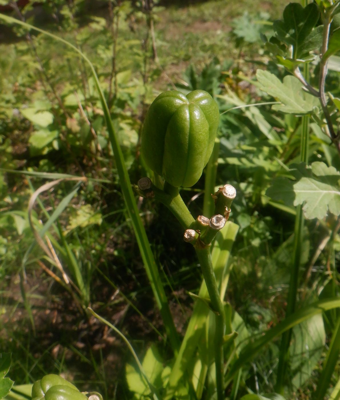 Image of Hemerocallis &times; hybrida specimen.