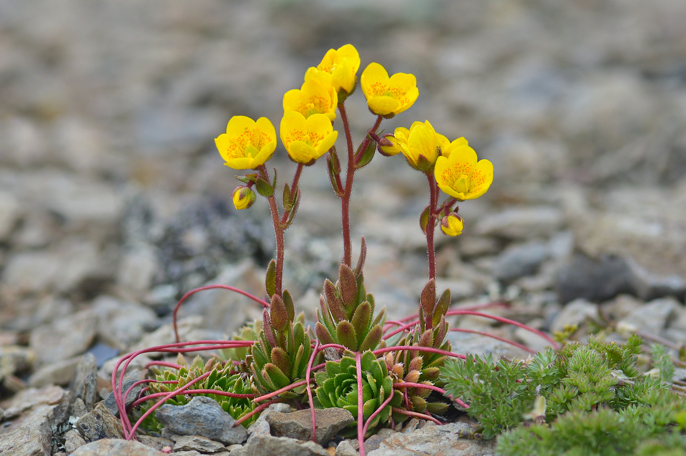 Image of Saxifraga flagellaris specimen.