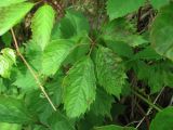 Parthenocissus quinquefolia