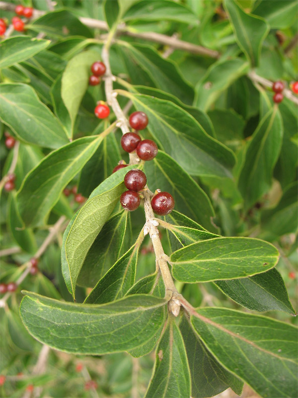 Image of Lonicera maackii specimen.