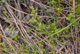 Rubia cordifolia