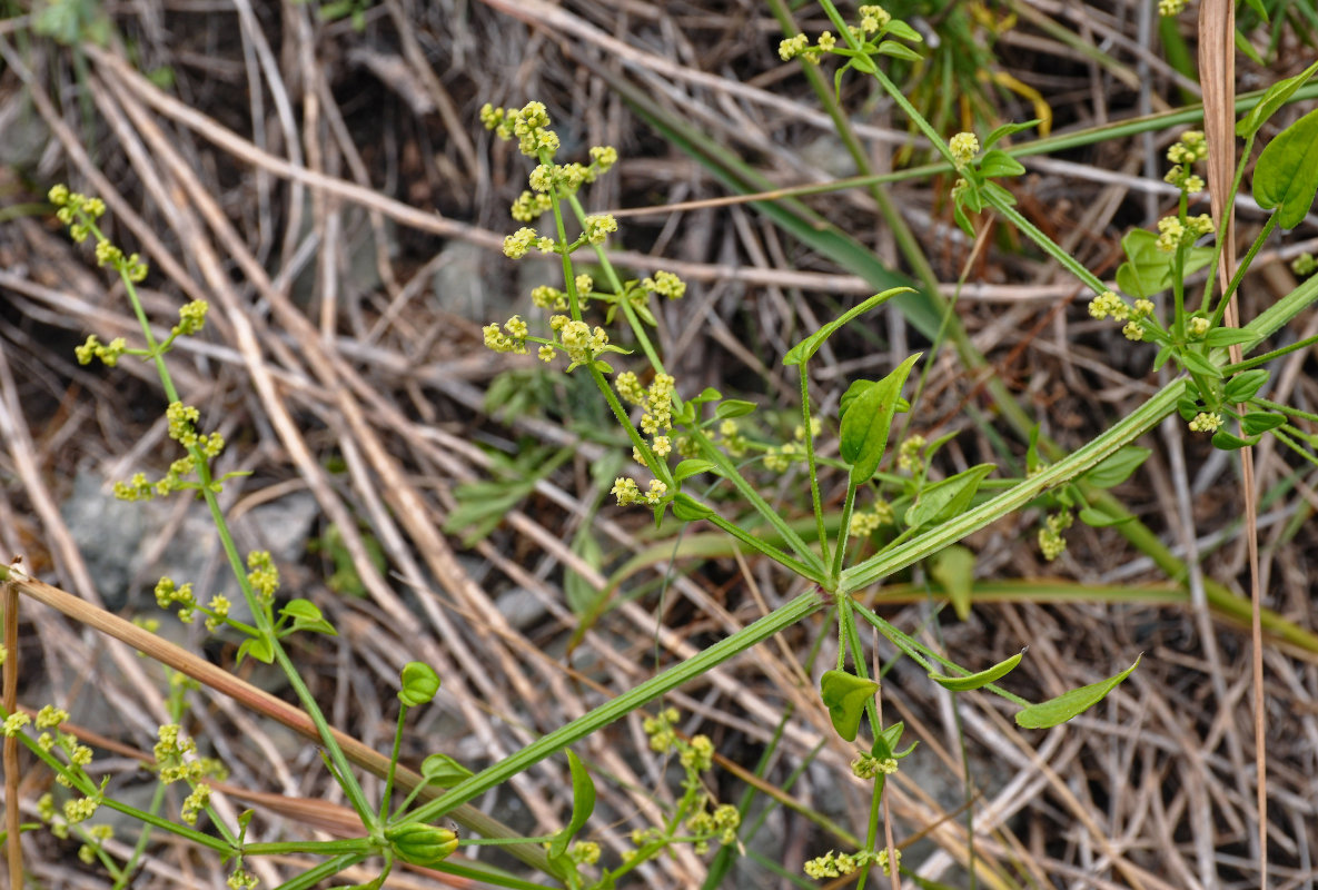 Image of Rubia cordifolia specimen.