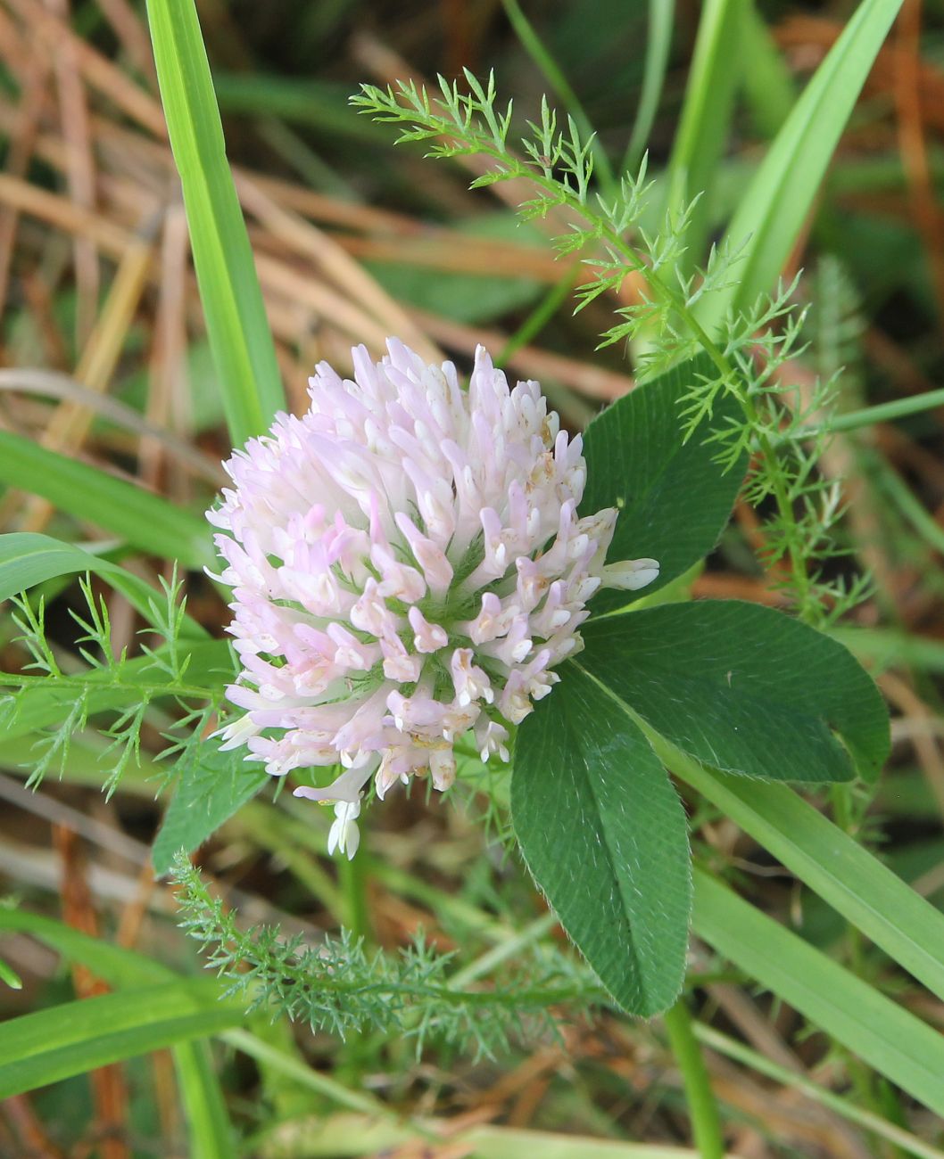 Image of genus Trifolium specimen.