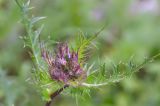 Cirsium obvallatum. Развивающиеся соцветия и верхушки листьев. Республика Северная Осетия-Алания, Ирафский р-н, Большой Кавказ, левый склон долины р. Караугомдон, ≈ 2020 м н.у.м., сосновый лес. 08.07.2021.