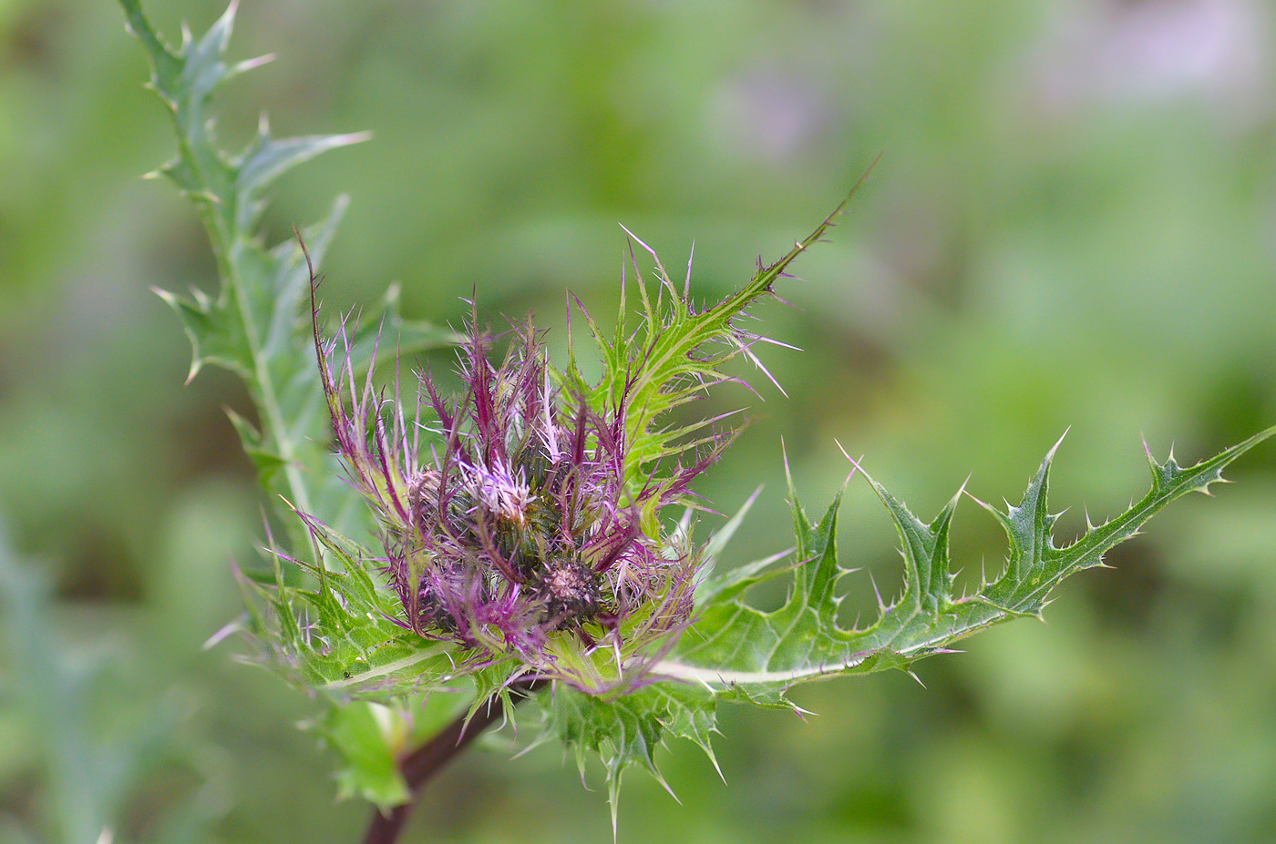 Image of Cirsium obvallatum specimen.