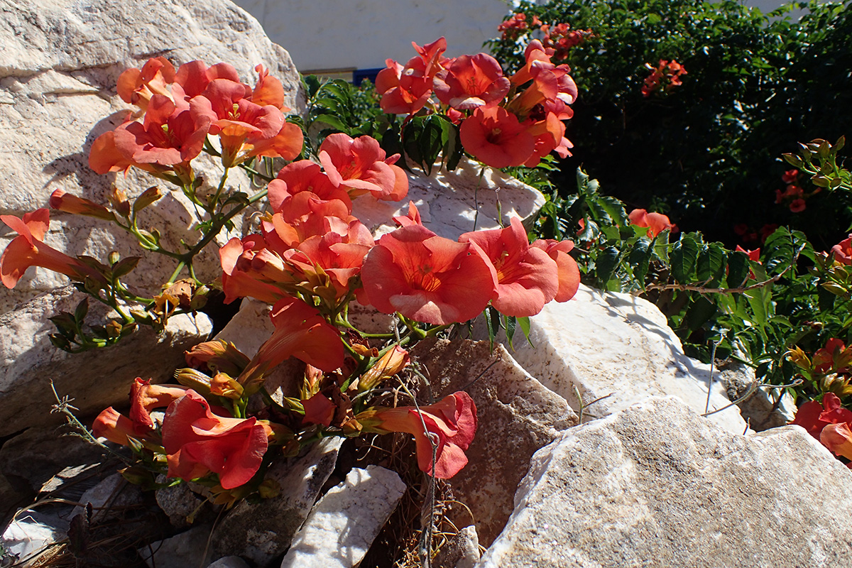 Image of Campsis grandiflora specimen.