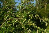 Malus domestica