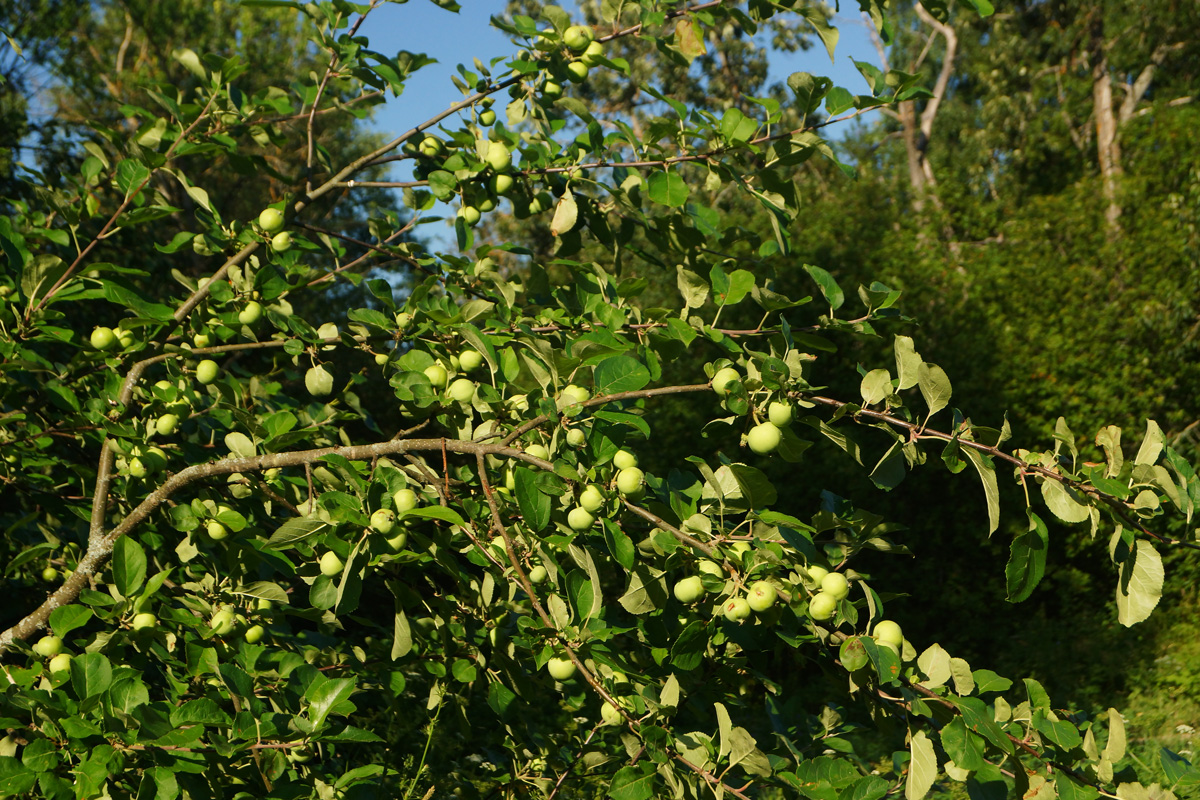 Image of Malus domestica specimen.