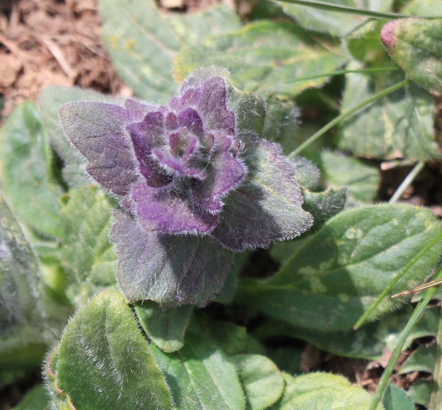 Image of Ajuga orientalis specimen.