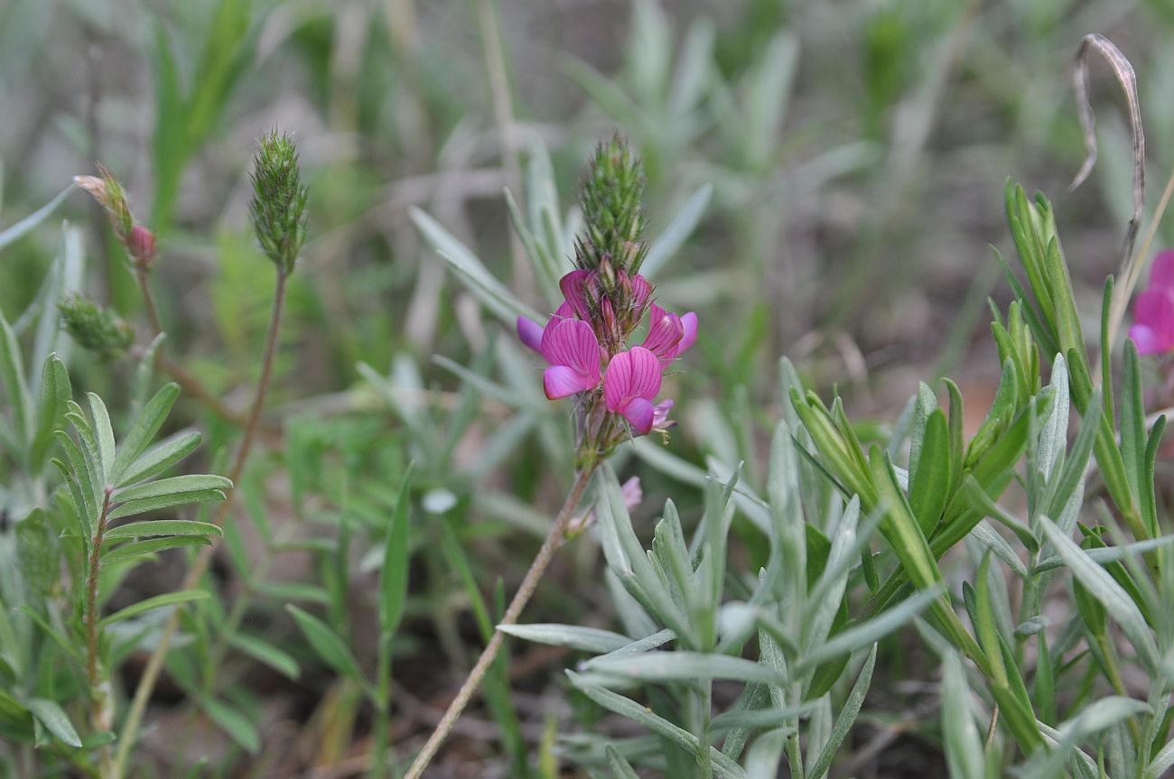 Image of genus Onobrychis specimen.