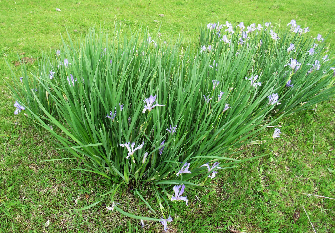 Image of Iris pallasii specimen.