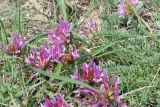 Astragalus suprapilosus