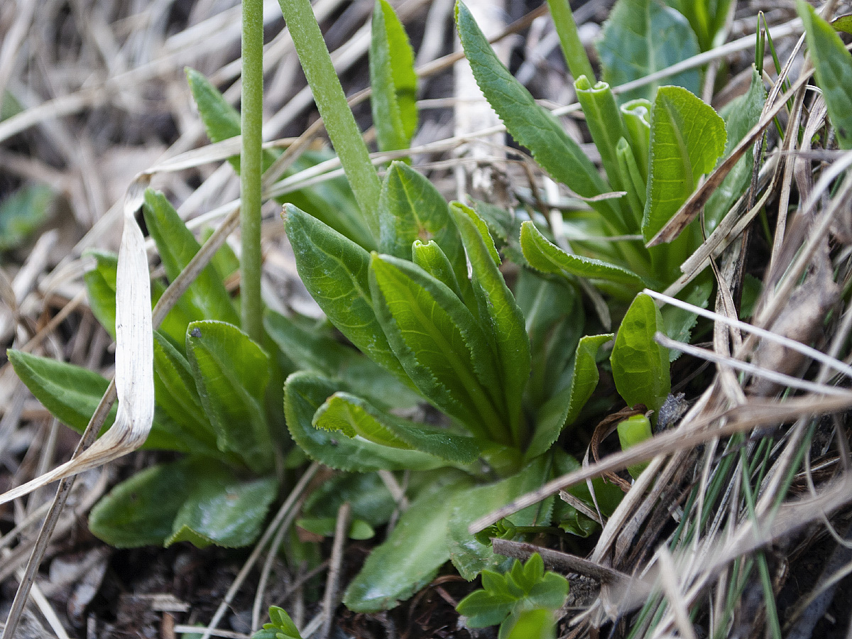 Image of Primula auriculata specimen.